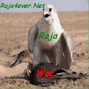 dima n3tiw wac 3lach kadour